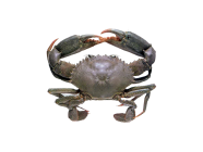 Live Mudcrab 1000Gm (Africa)